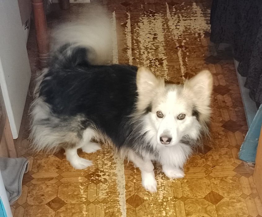 Песик Дік хатній красунчик, дуже розумний