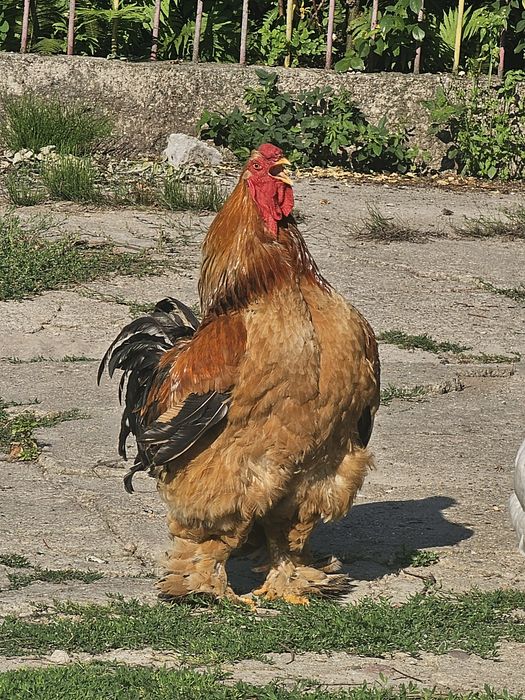 Kogut brahma duzy