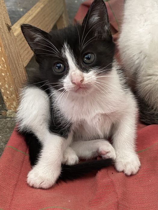 Gatinha bebé para adoção