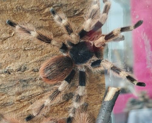 Samiec adult z czerwca nhandu coloratovillosus