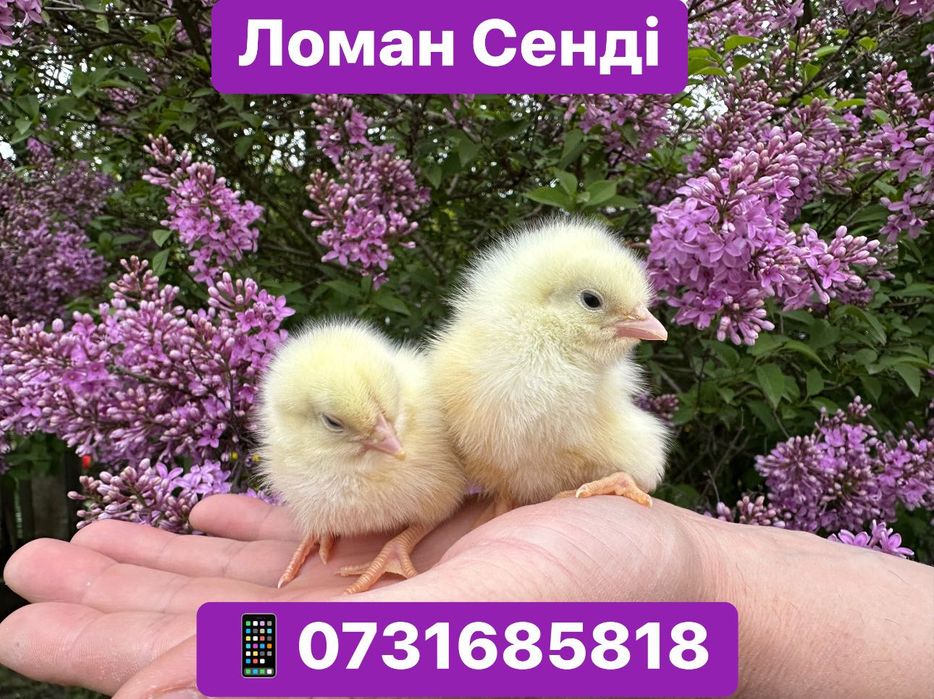Курчата Цыплята Циплята Ломан Браун Сенді Півники Півні Петушки Петухи
