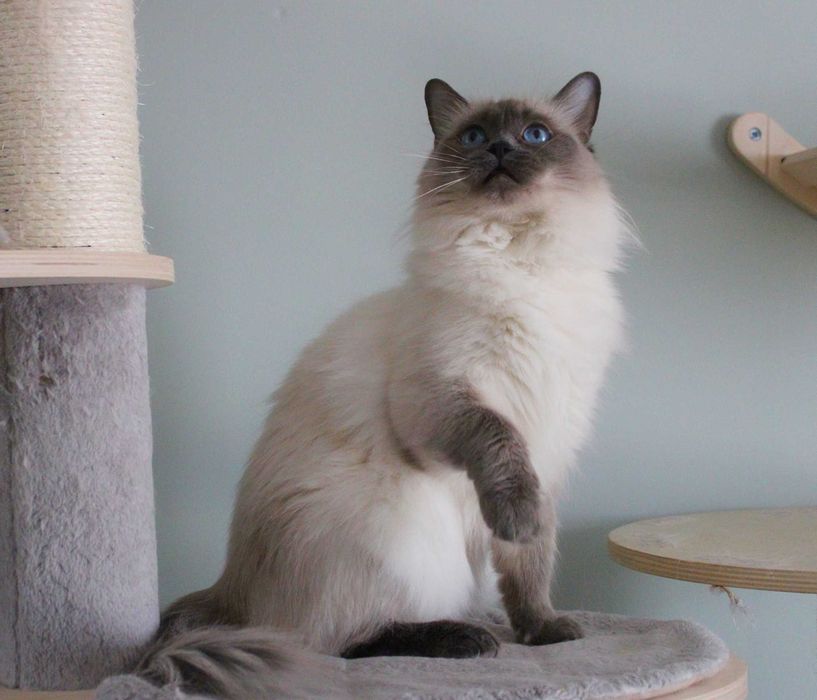 Kotka ragdoll dorosła FPL