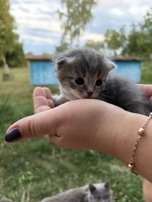 Віддаю кошенят британців в добрі руки безкоштовно