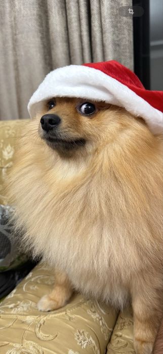 Жених ищет невесту