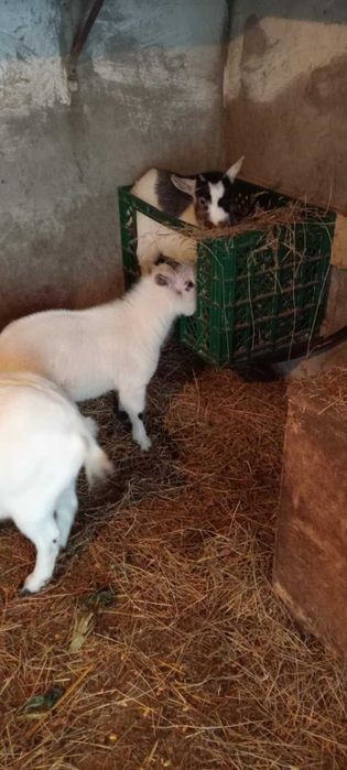 Casal de cabrinhas anãs