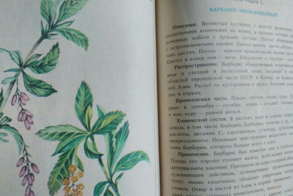 Энциклопедия "Лекарственные средства в народной медицине"