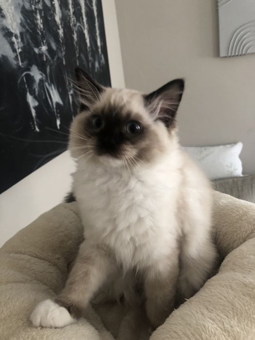 ZYTA Ragdoll  kotka rezerwacja