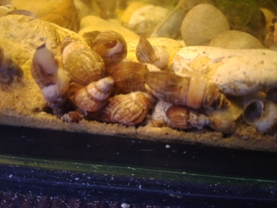Улитки для аквариума.