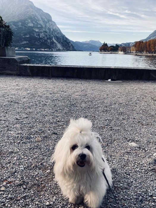 Мальчик мальтезе КСУ, готов к вязке.