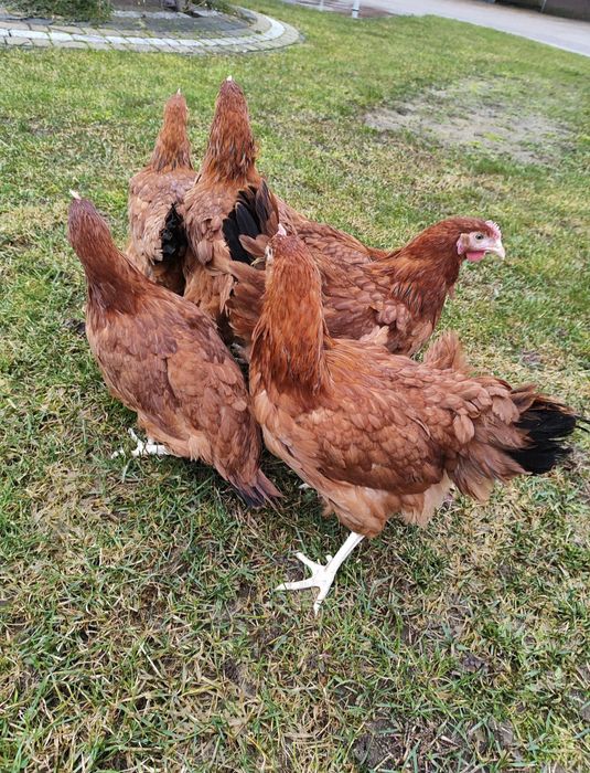 Kury nioski 18 tygodni z transportem