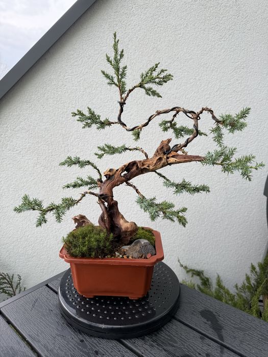 Бонсай. Мініатюрні дерева. Дерева. Сосни. Ялівець. Кипарисовики.Ялинка