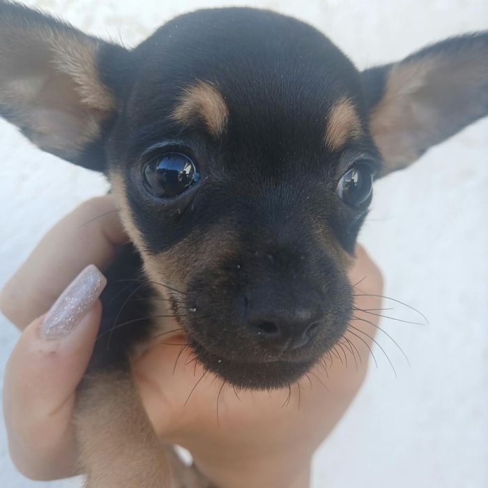 Pinscher miniatura