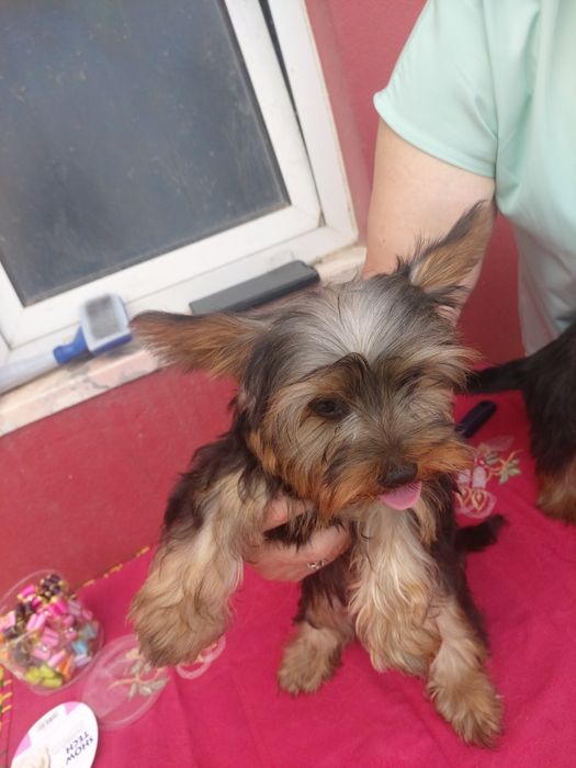 Lindo cachorrinho anão Yorkshire