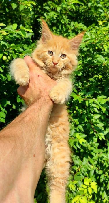 Мейнкуны Котята мейнкуна
