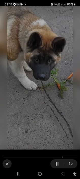 Американская акита