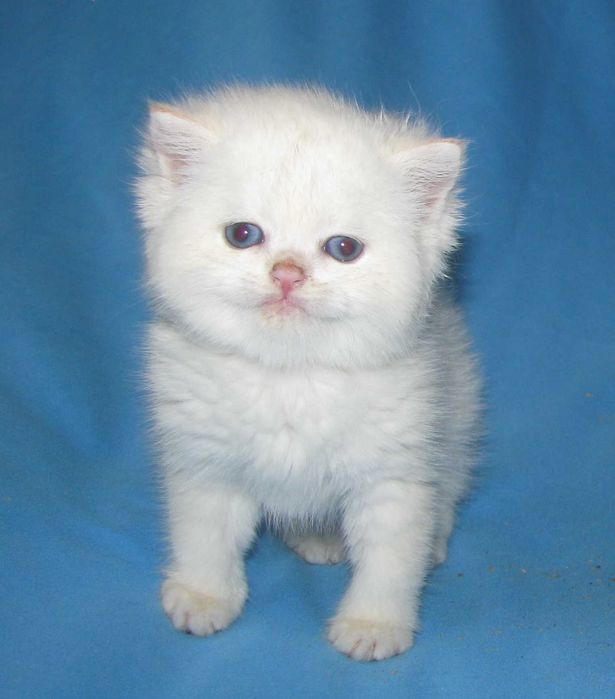 Шикарний синьоокий британський хлопчик