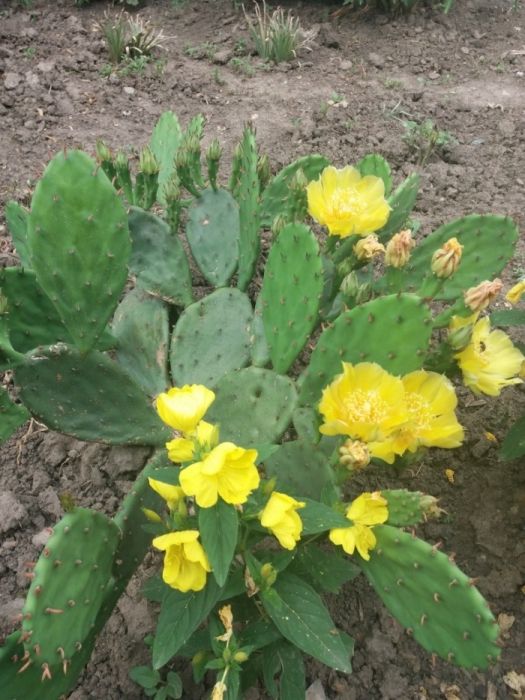 Зимний кактус. Опунция.