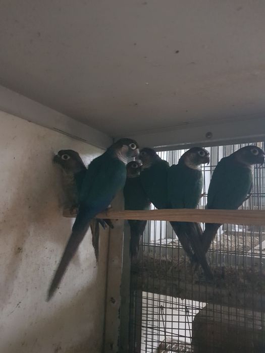 Pyrrhuras molinae para cedência (várias mutações)