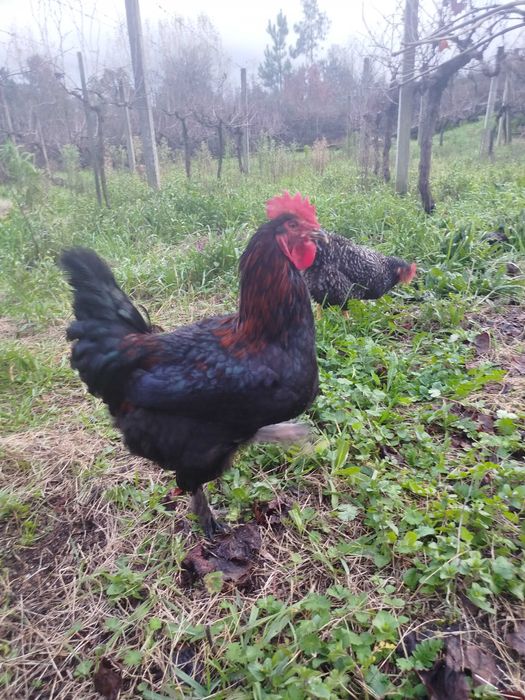 Galos cruzados de Marans