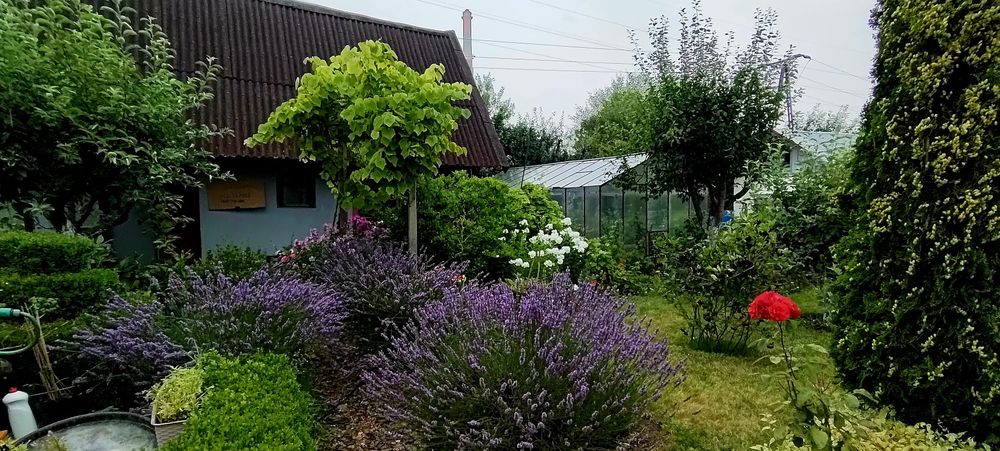Działka ROD - Koszalin Mieszka I - domek murowany + szklarnia - Widok 2