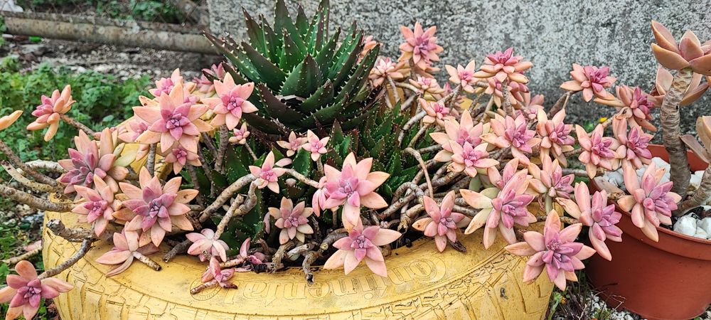 Suculenta vendo estacas