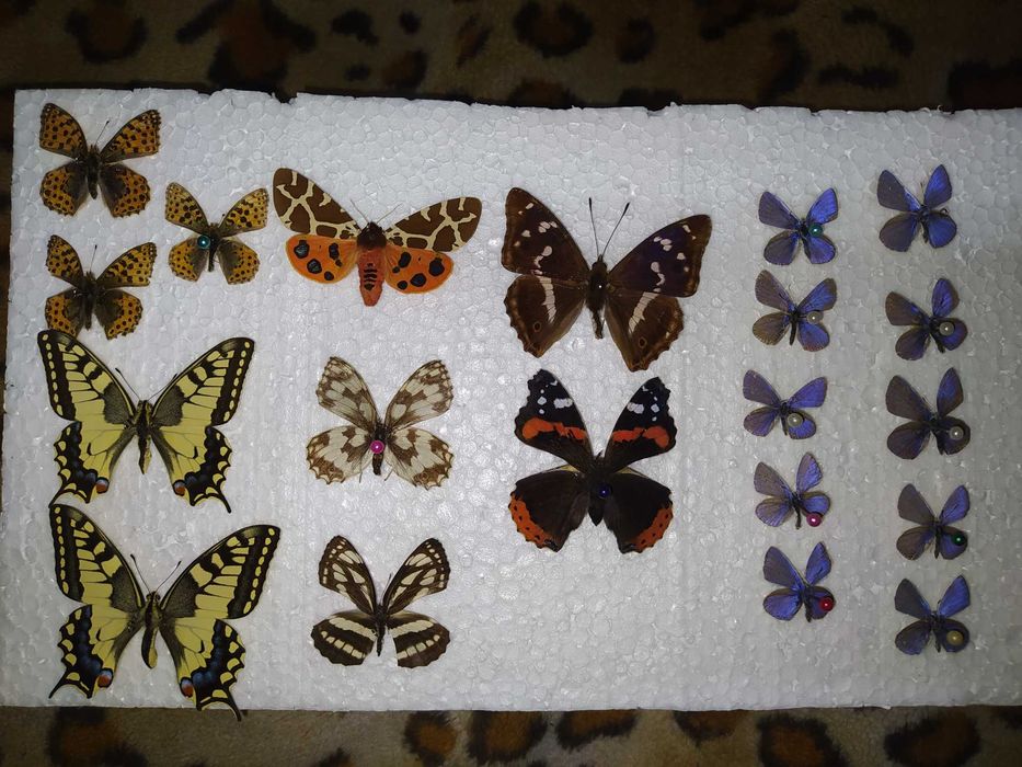 Комахи ентомологічна колекція для студентів та учнів