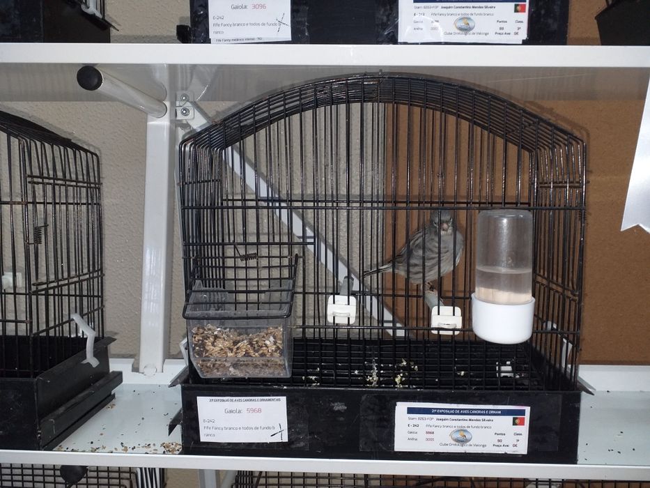 Canários fife fancy