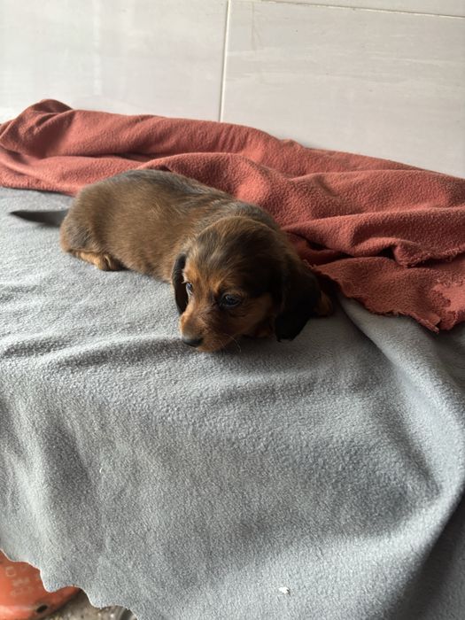 Teckel femea miniatura de pelo comprido