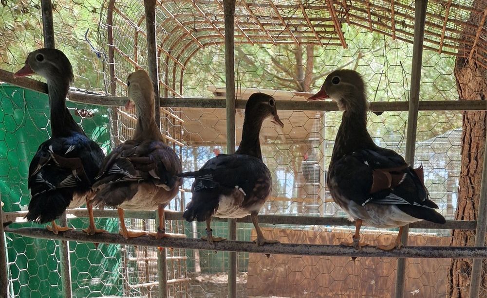 Patos mandarim, carolino e ring teal