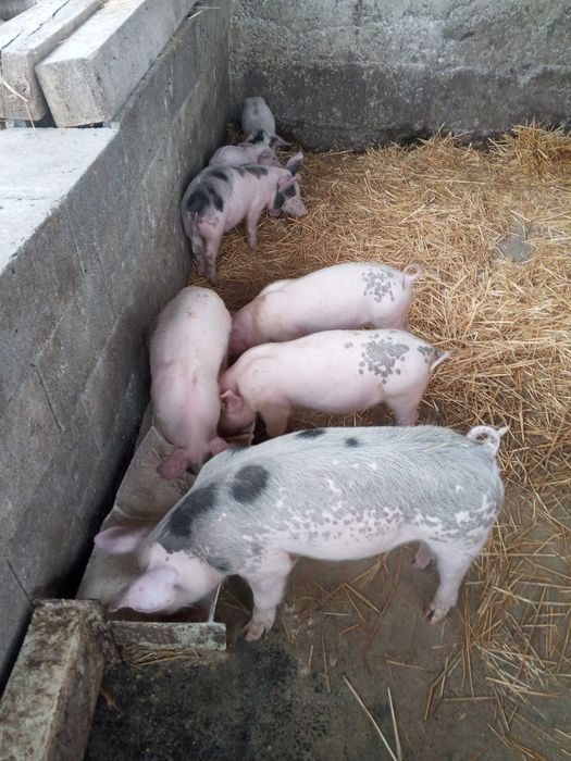 Продам поросята 2мисяци