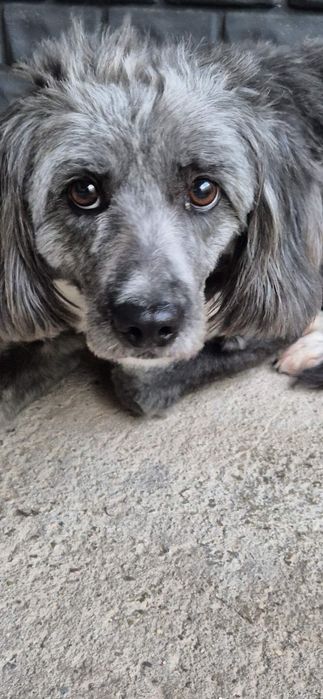 Suczka około 4 lata