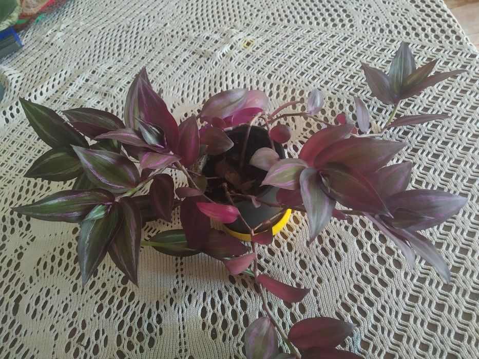 Продам  вазони недорого