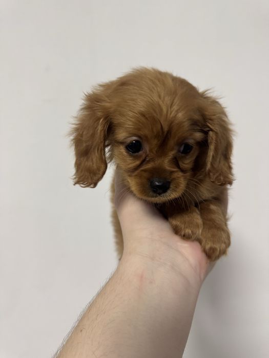 Мальтіпу щенки.