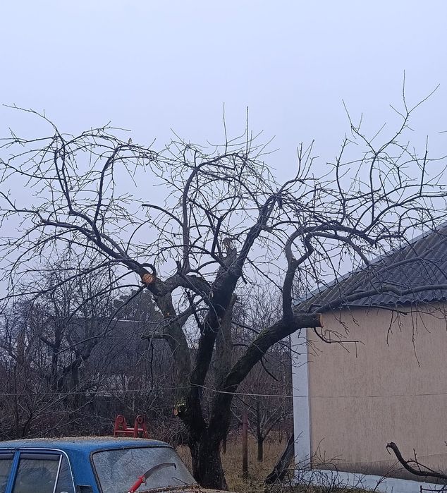 Зріз дерев. Спил деревьев. Обрізка дерев.Обрезка. Срезать ветку.