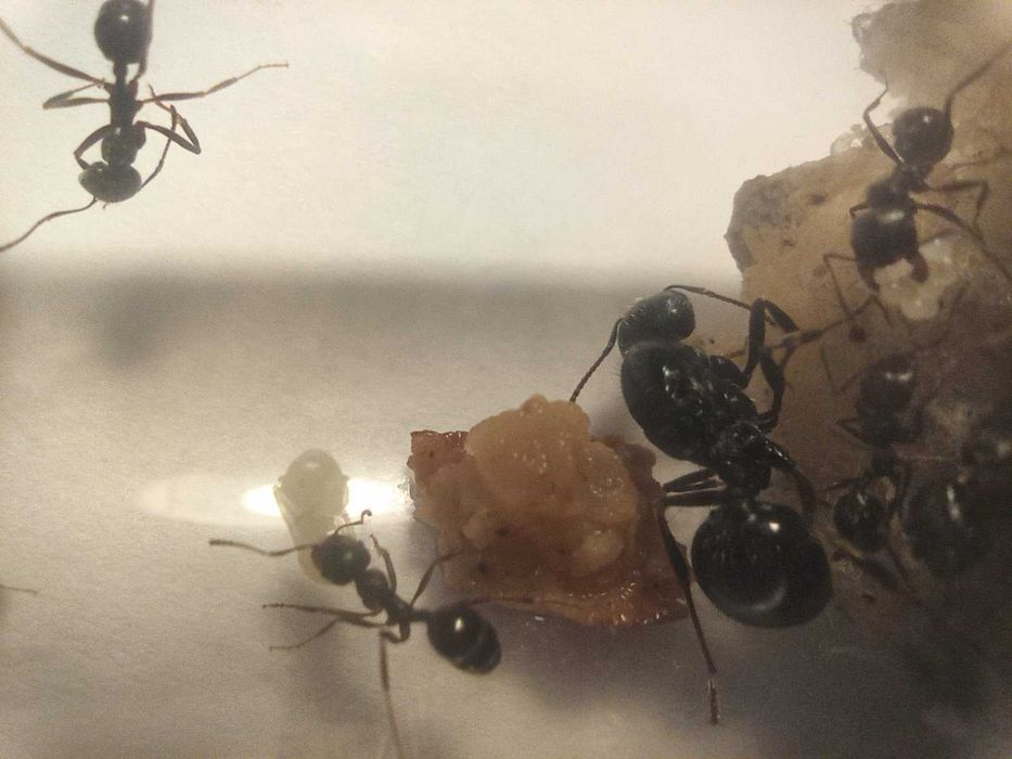 Мурахи  Messor structor, женці. Муравьи жнецы, мессор структор.