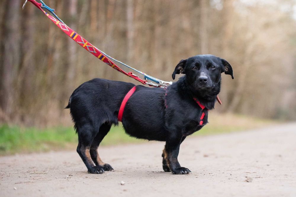 Nitka - maleńka czarnulka - suczka do adopcji