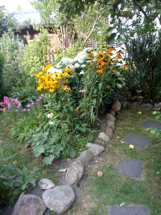 Działka ROD w Regnach