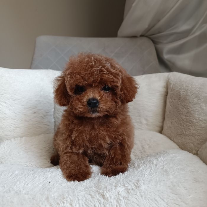 Міні дівчинка. Готова до переїзду. Курноса мальтипу. Київ