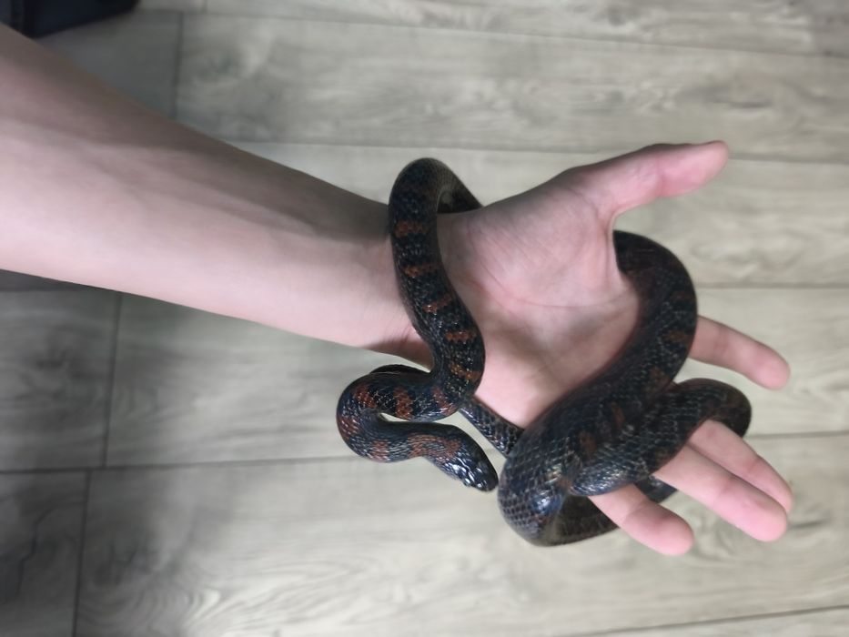 Samica lampropeltis mexicana