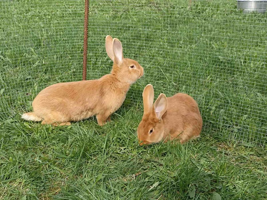 Кролик, кролики, кролі, бургундія