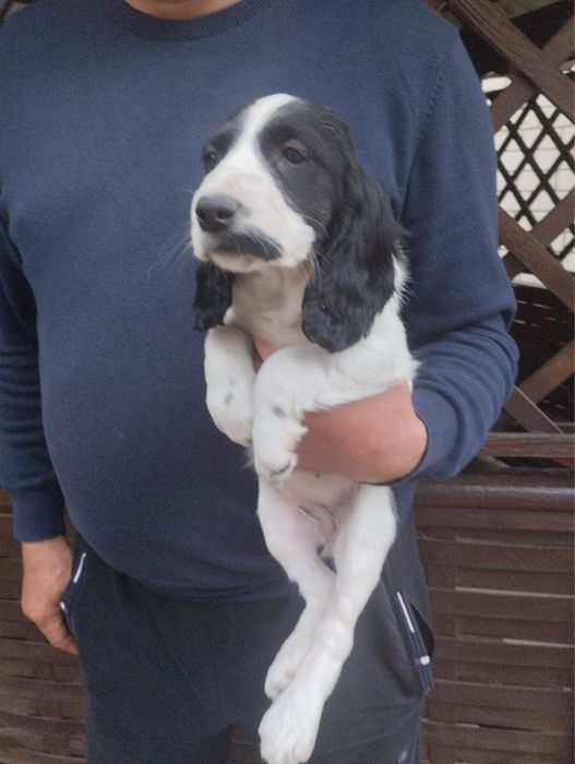 Продам цуценят Спаніельчиків