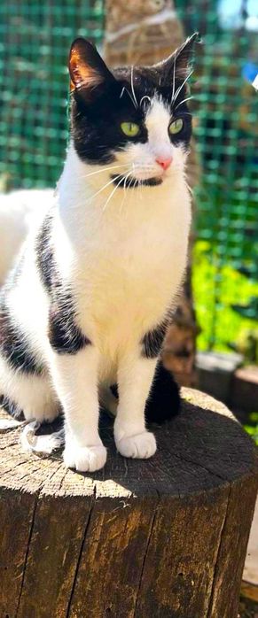 Balbinka szuka  domku