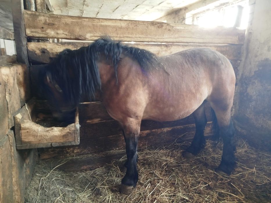 Klacz zimnokrwista (gniada, 4 lata, źrebna)