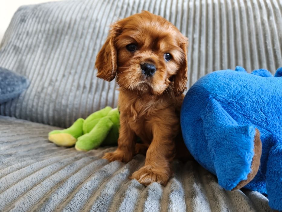 Cavalier King Charles Spaniel