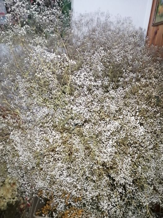 Продам сухоцвіти для творчості