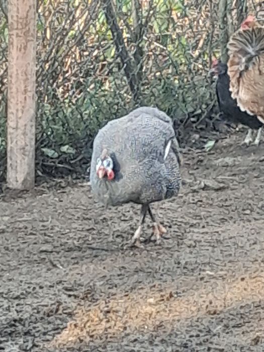 Perlice  2024 sprzedam