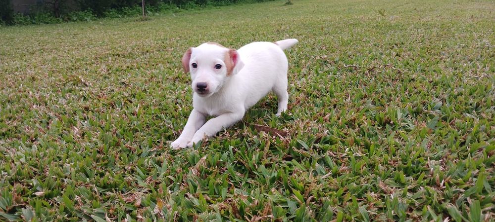 Jack Russell Terrier macho