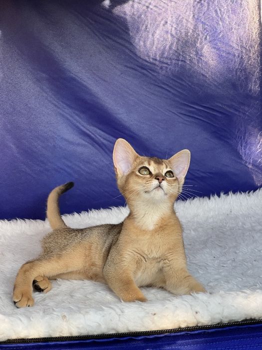 Шикарный аби мальчик