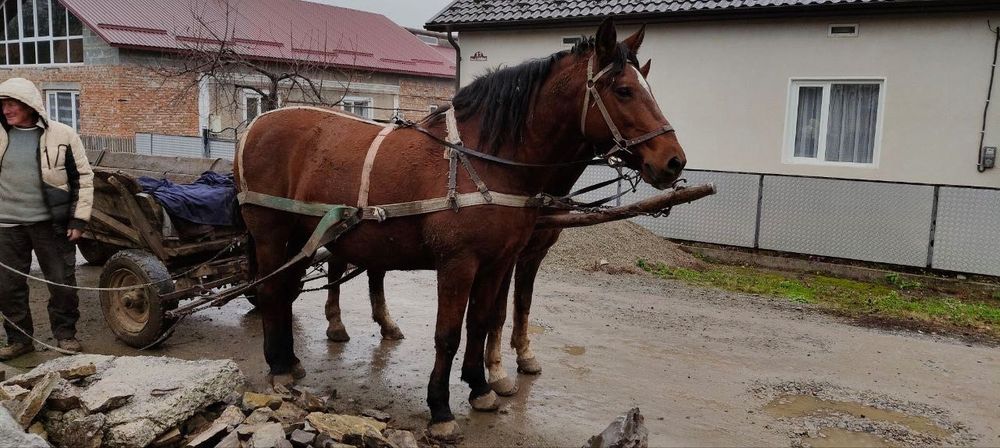 Продам пару коней