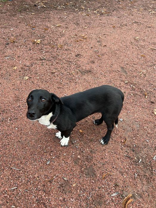 Собачка малої породи в добрі руки
